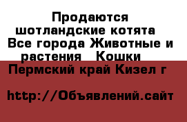 Продаются шотландские котята - Все города Животные и растения » Кошки   . Пермский край,Кизел г.